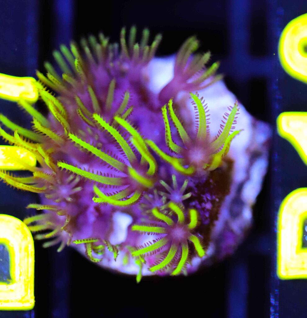 Frag Box Corals