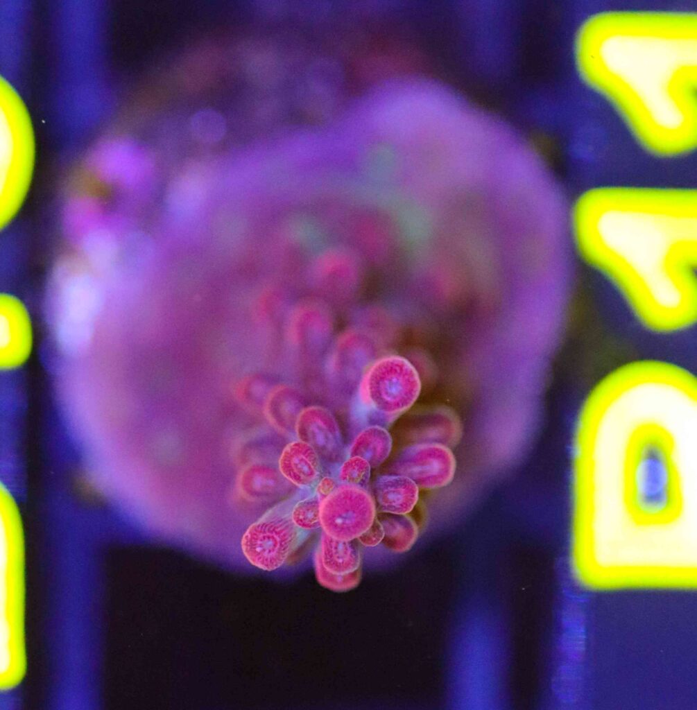 Frag Box Corals