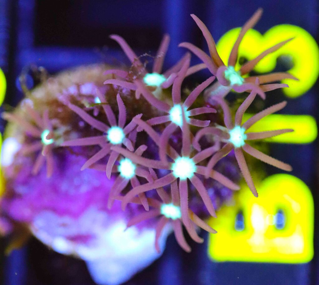 Frag Box Corals