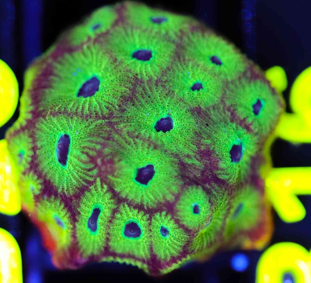 Frag Box Corals