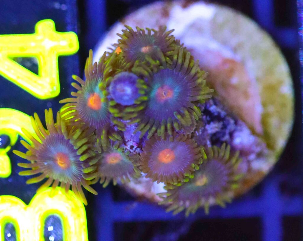 Frag Box Corals