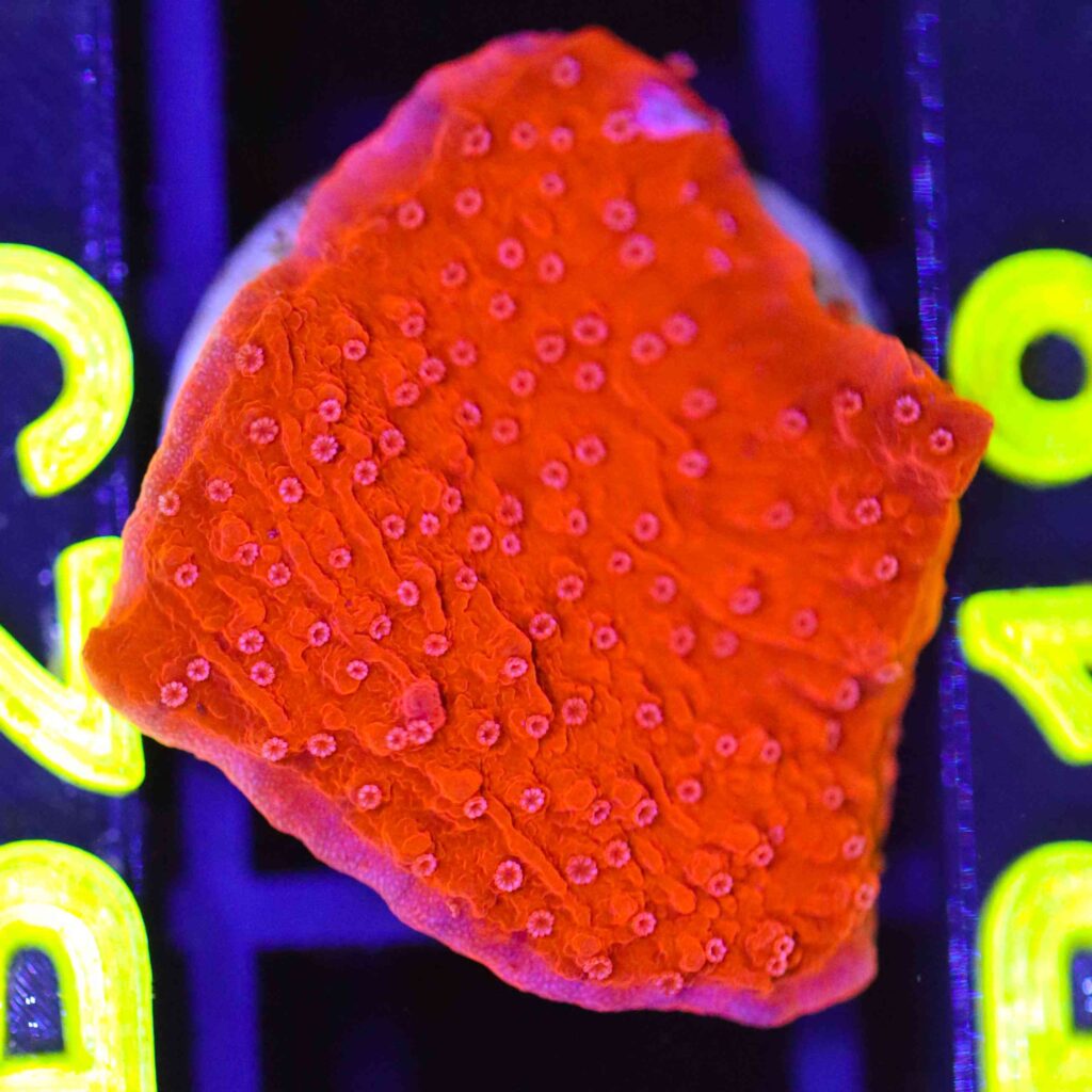 Frag Box Corals