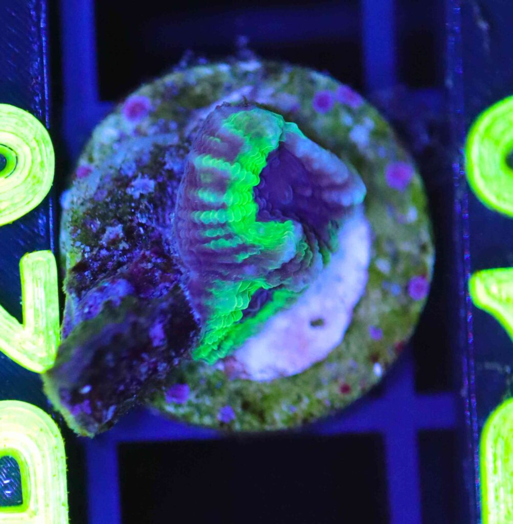 Frag Box Corals