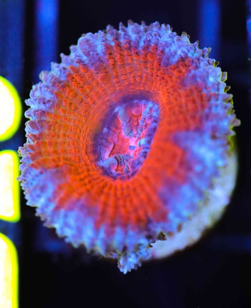 Frag Box Corals
