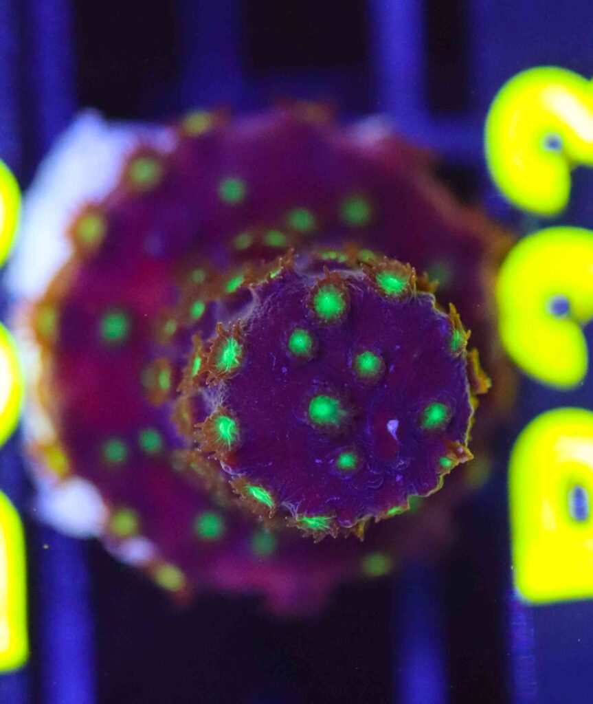 Frag Box Corals