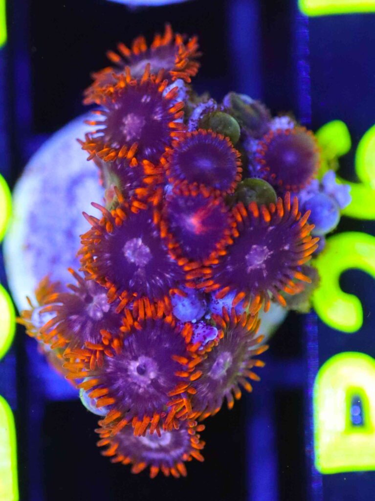 Frag Box Corals