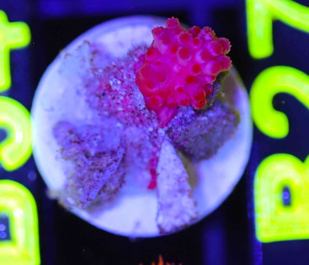 Frag Box Corals