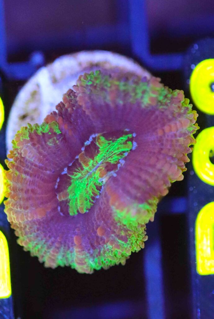Frag Box Corals