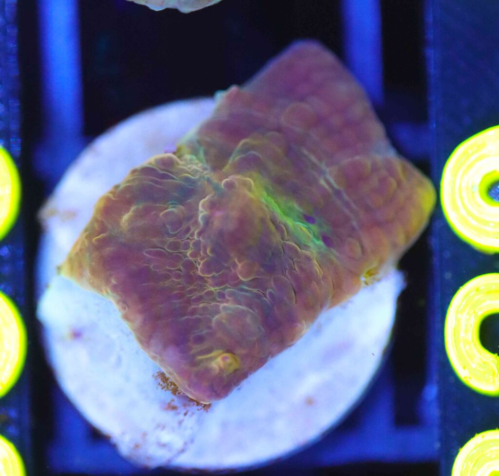 Frag Box Corals