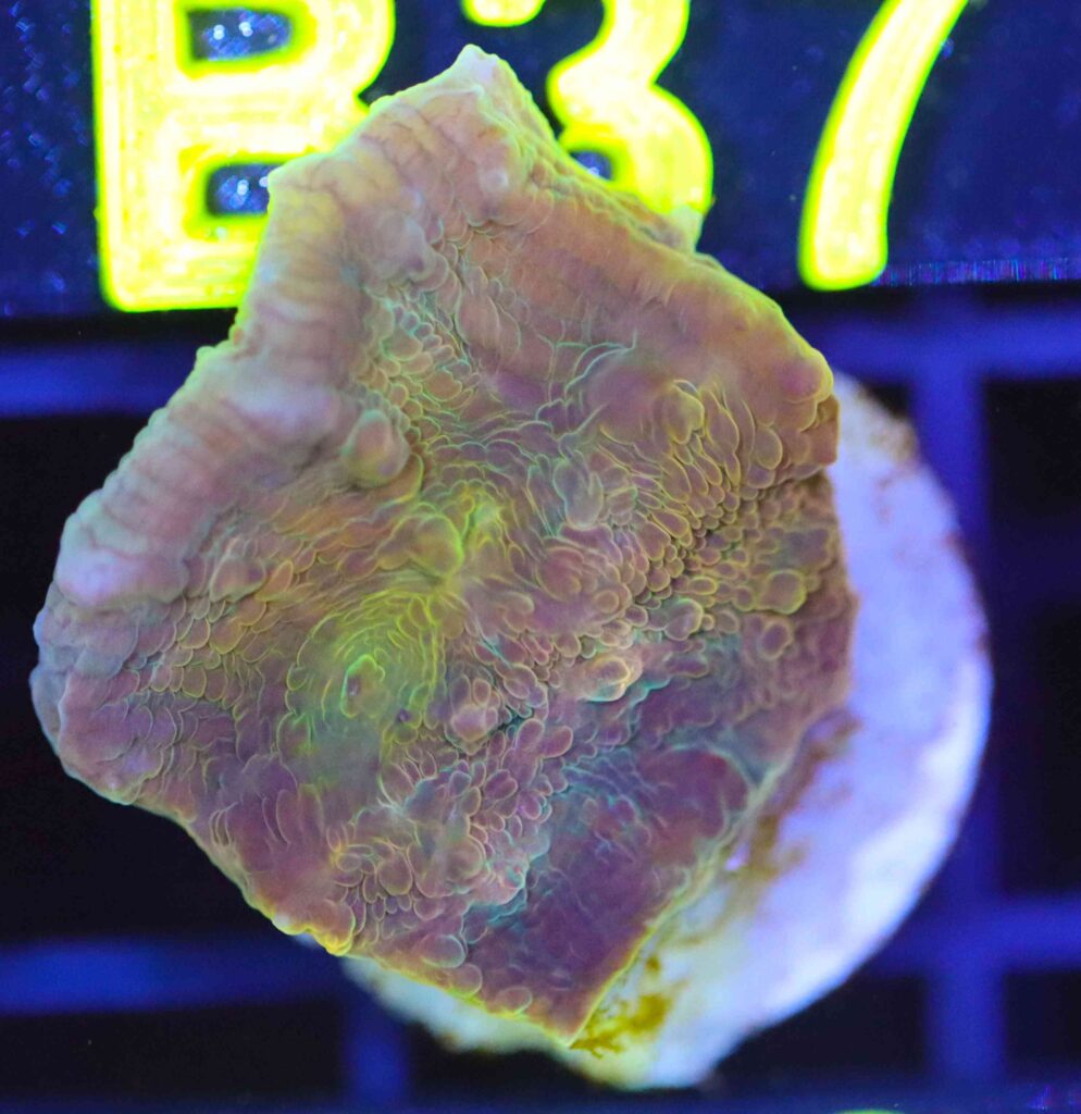 Frag Box Corals