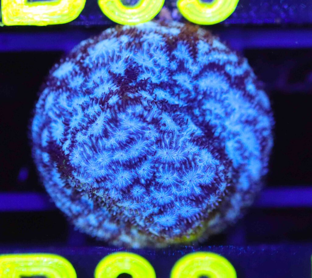 Frag Box Corals