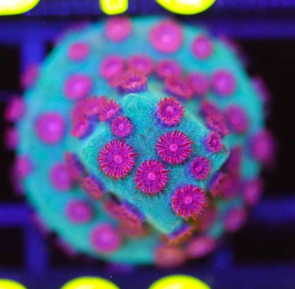 Frag Box Corals