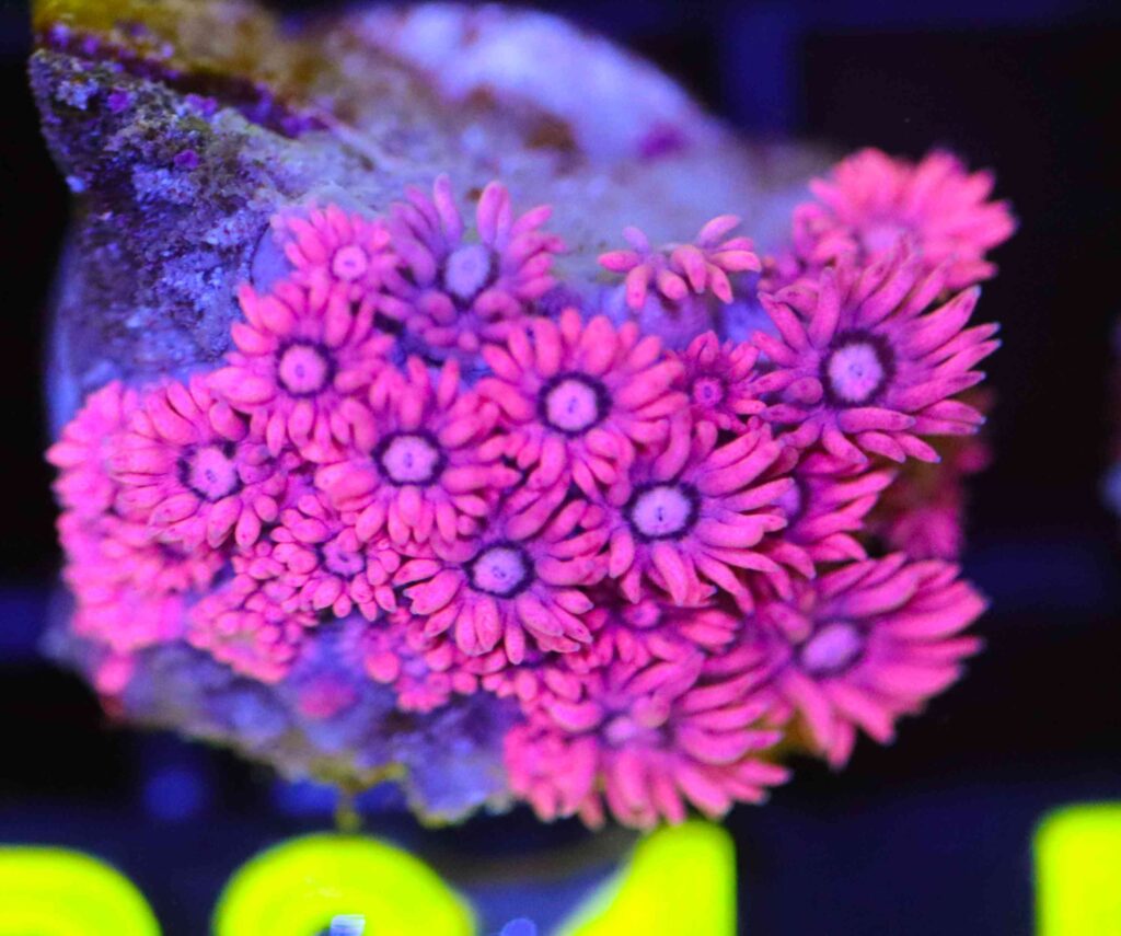 Frag Box Corals