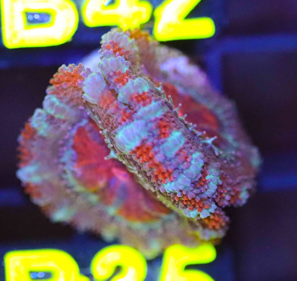 Frag Box Corals