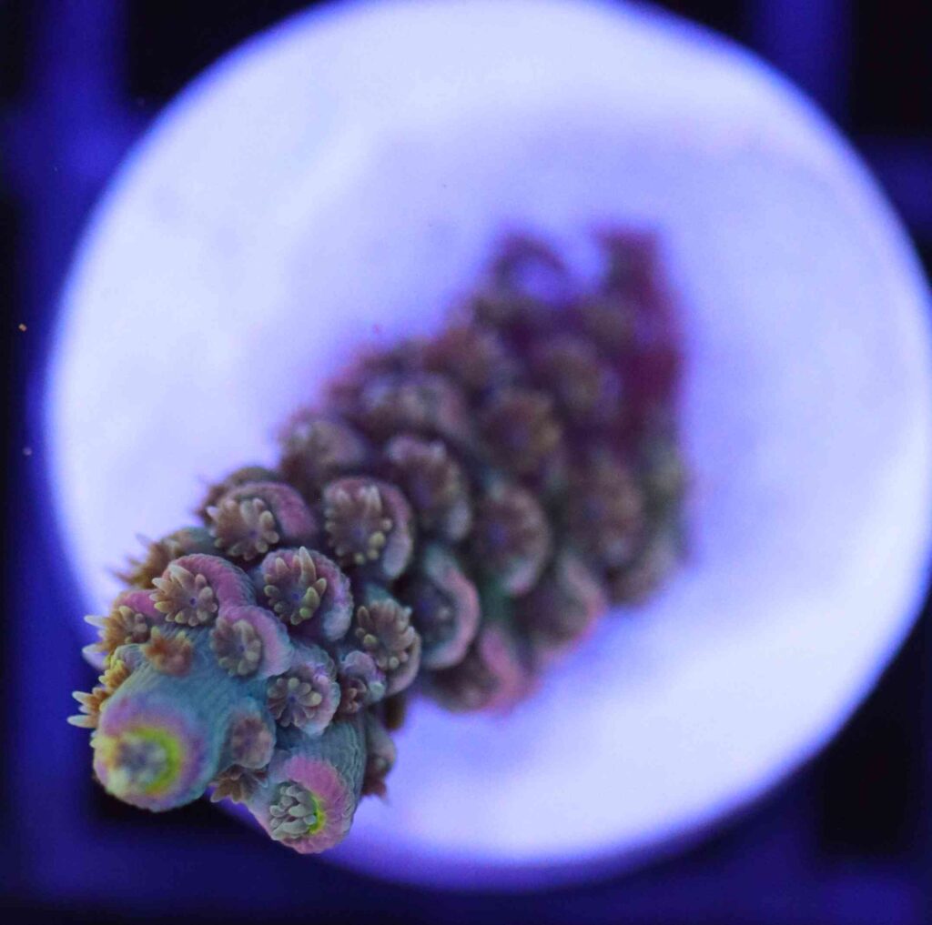 Frag Box Corals