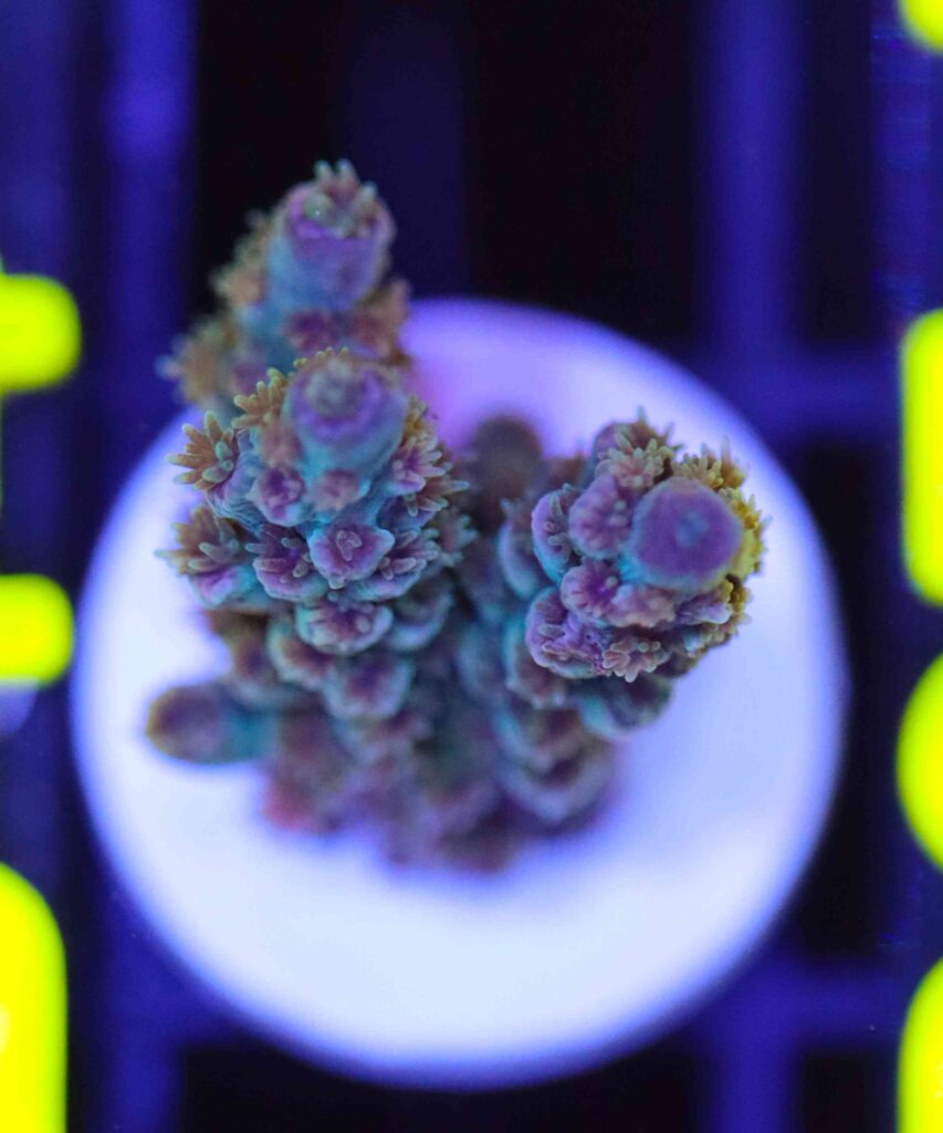 Frag Box Corals
