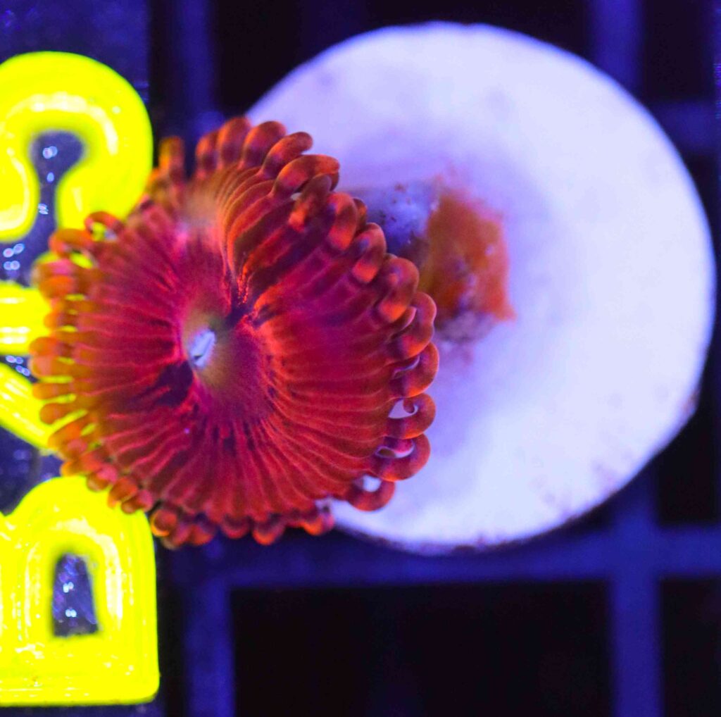 Frag Box Corals