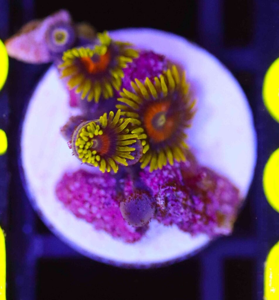 Frag Box Corals
