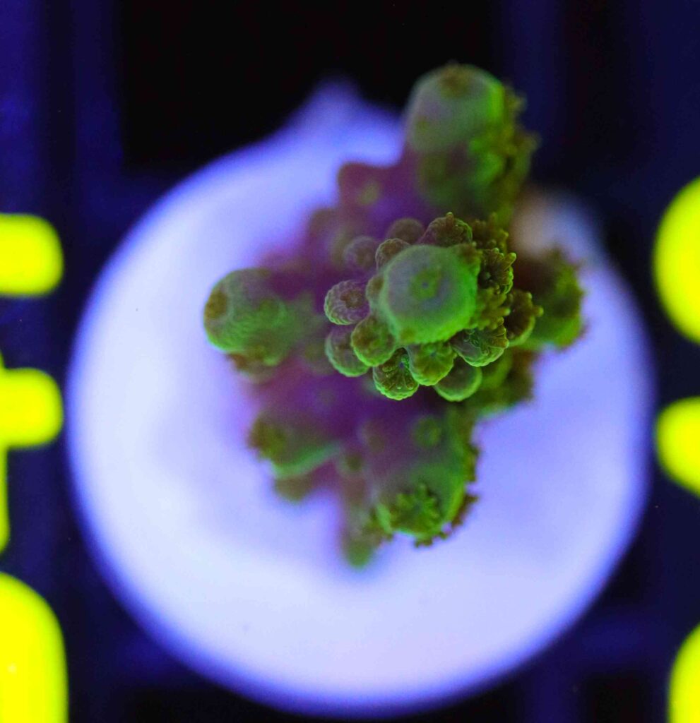 Frag Box Corals