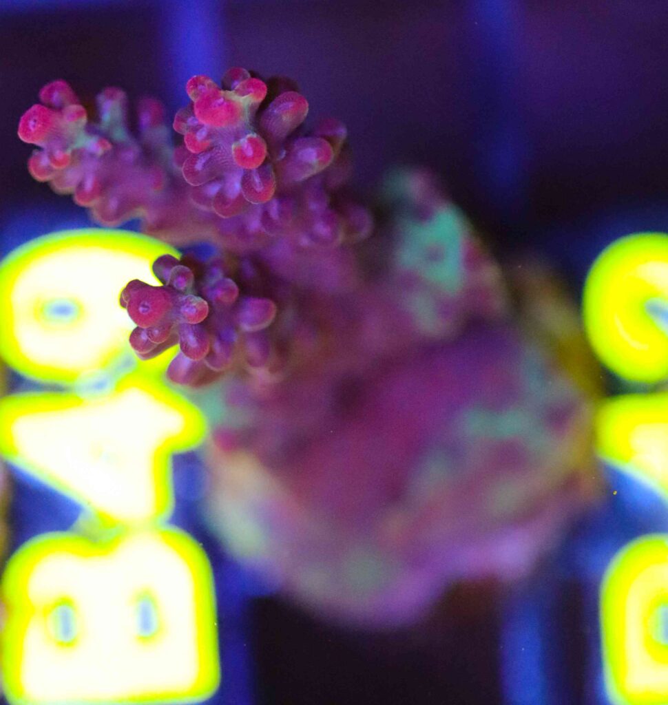 Frag Box Corals