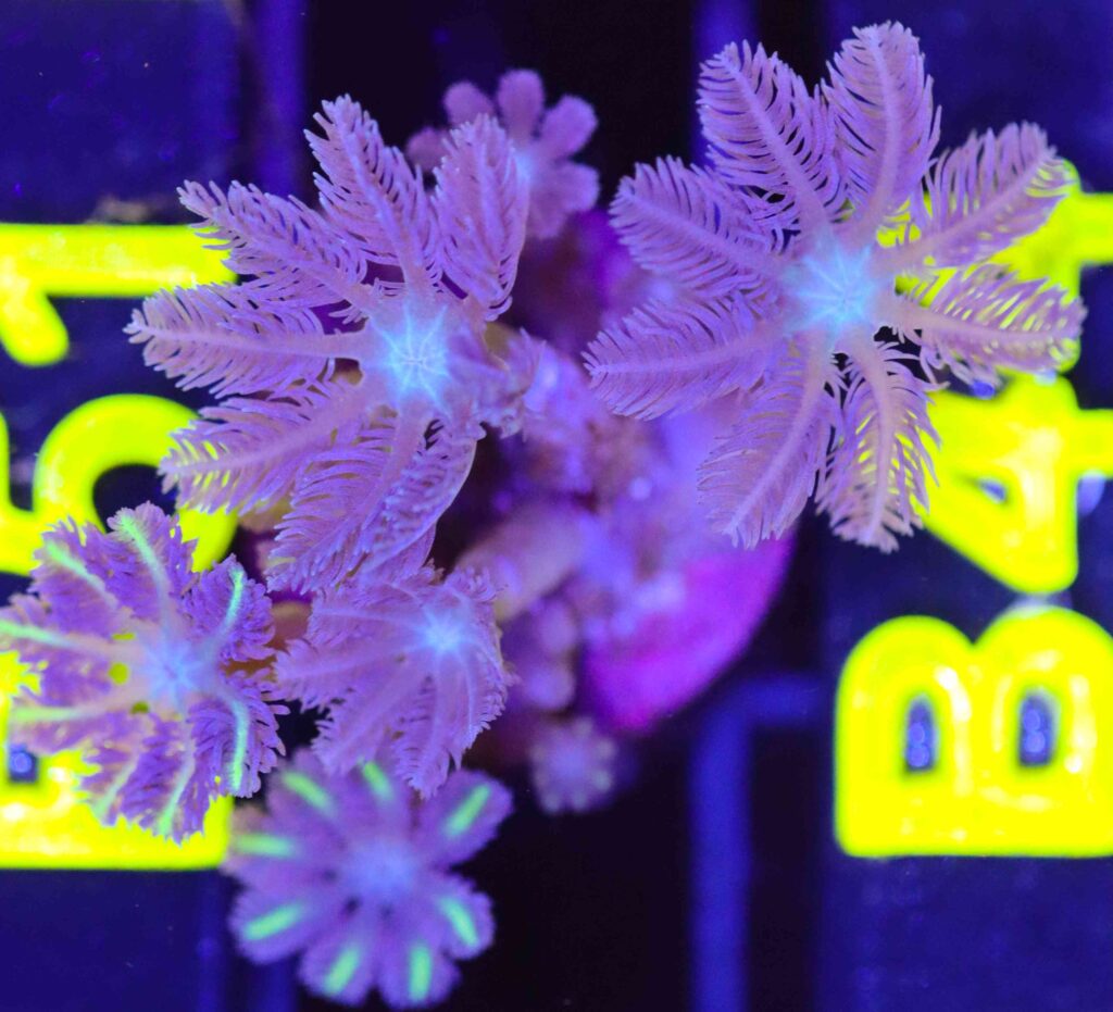 Frag Box Corals