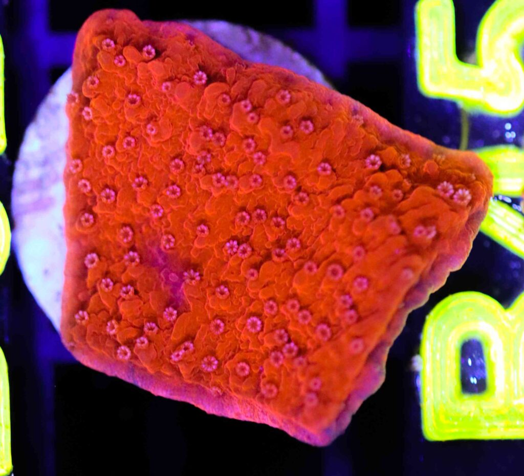 Frag Box Corals