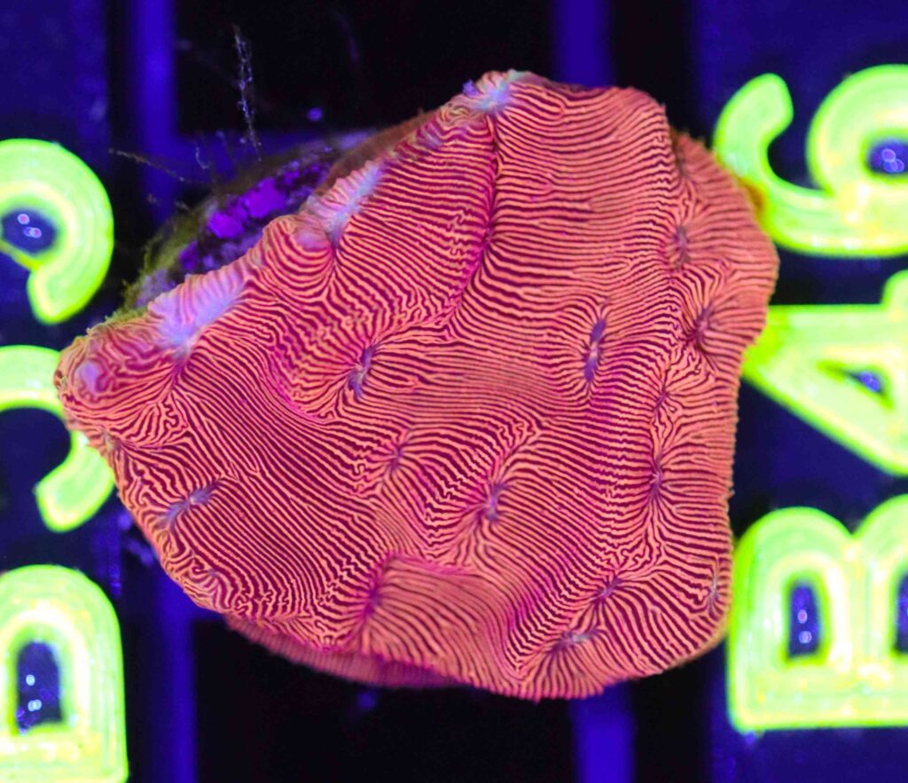 Frag Box Corals