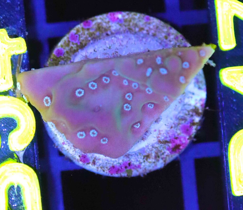 Frag Box Corals