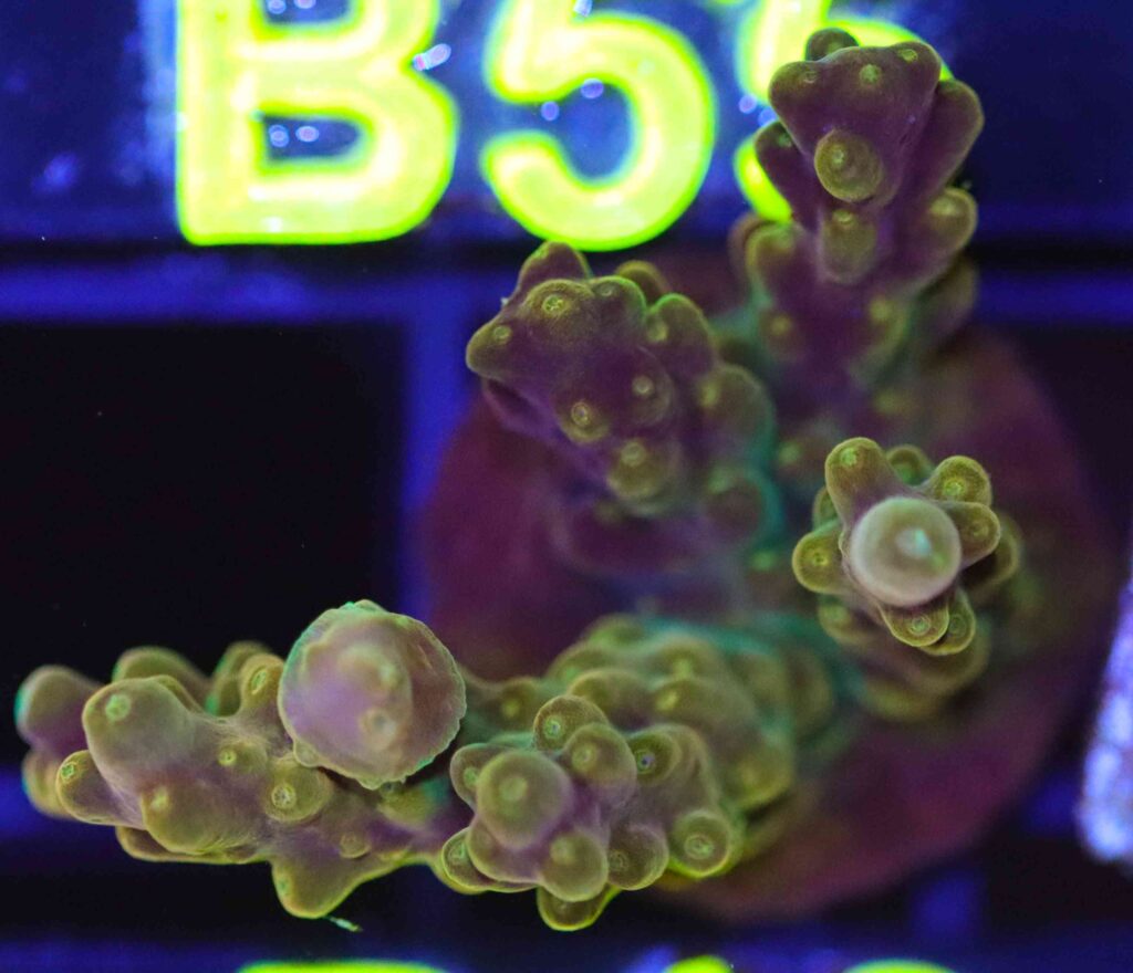 Frag Box Corals