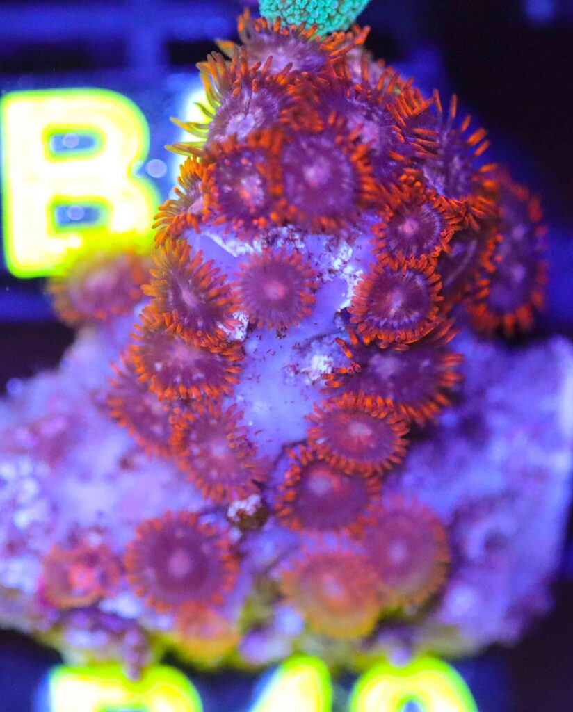 Frag Box Corals