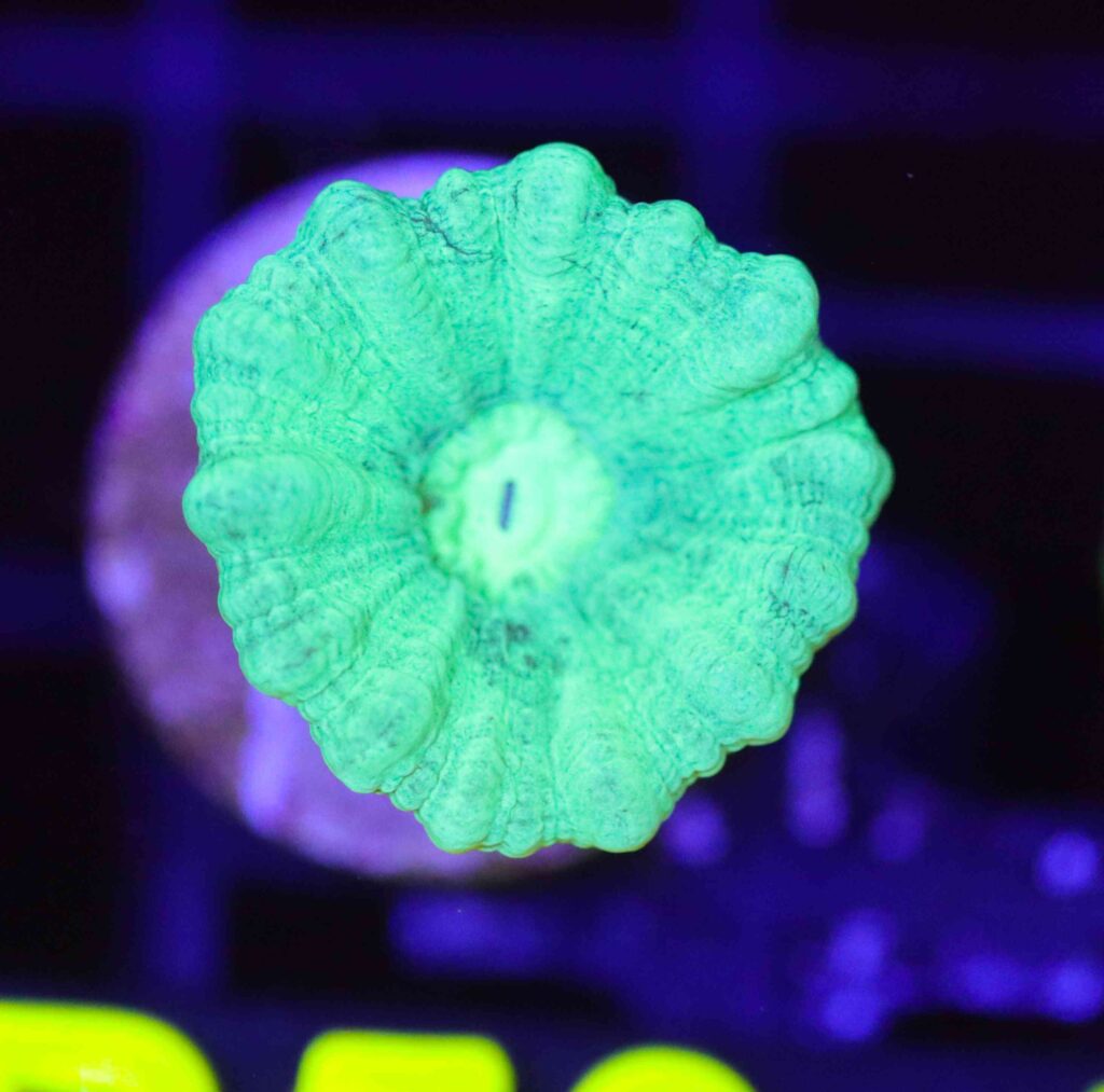 Frag Box Corals
