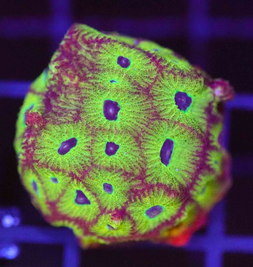 Frag Box Corals