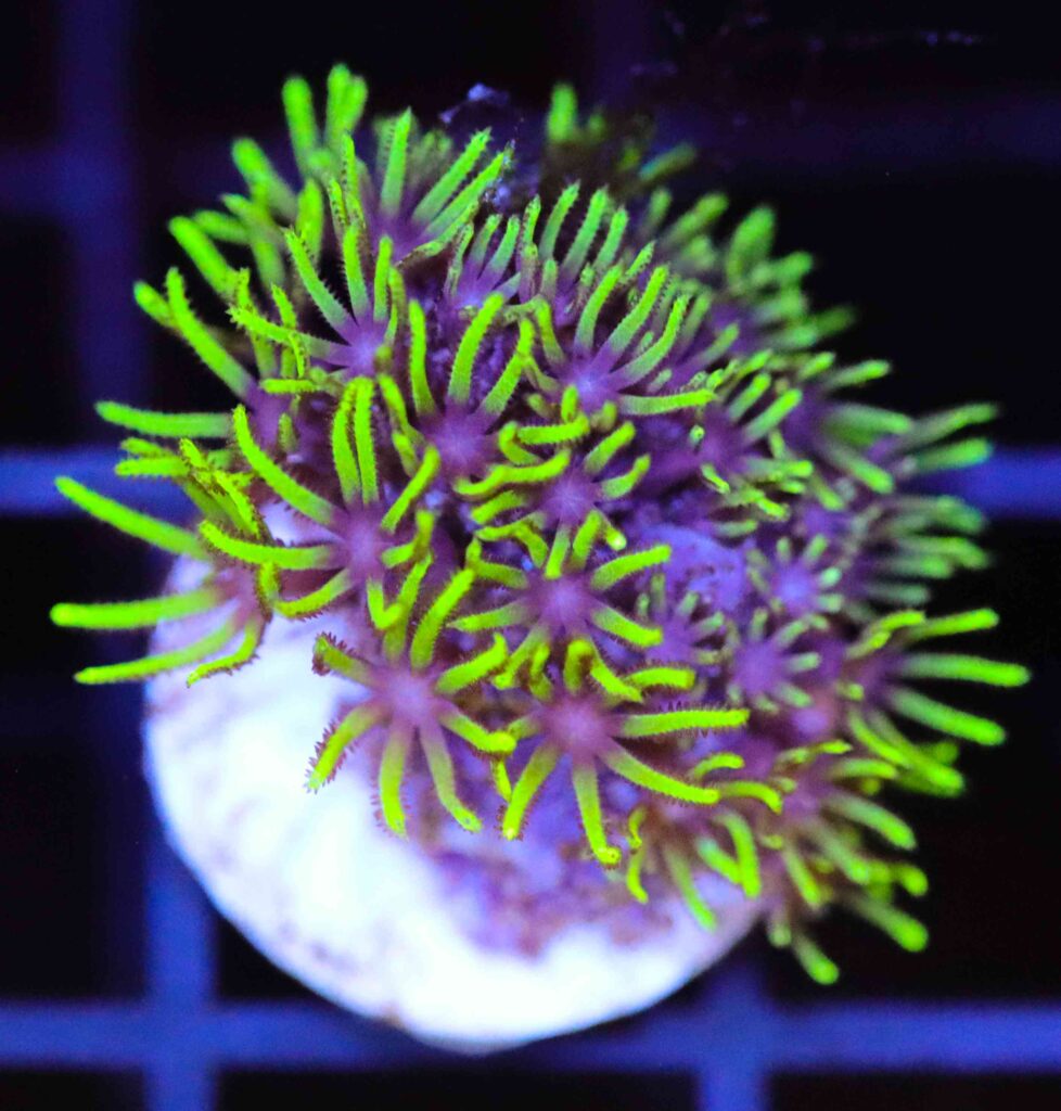 Frag Box Corals