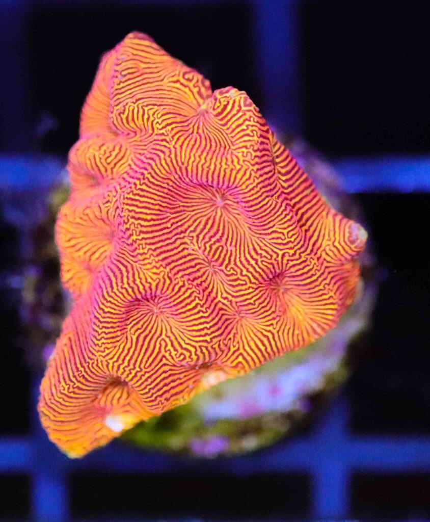 Frag Box Corals