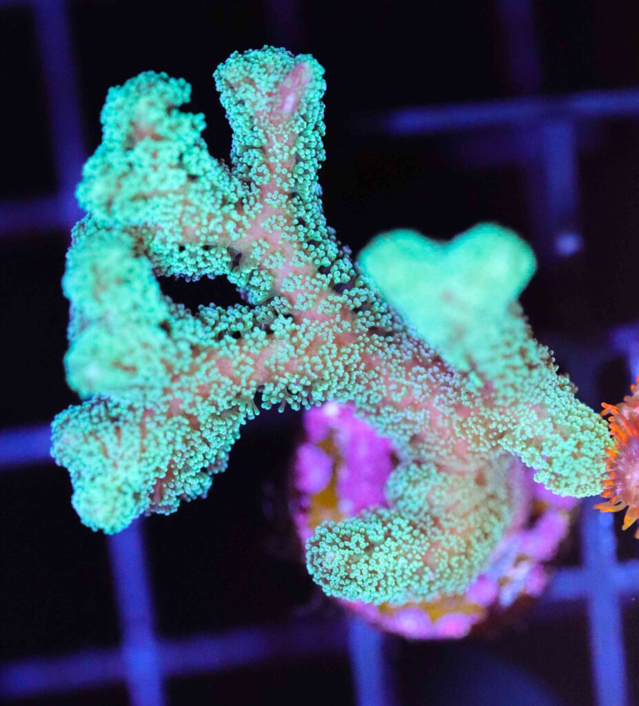 Frag Box Corals
