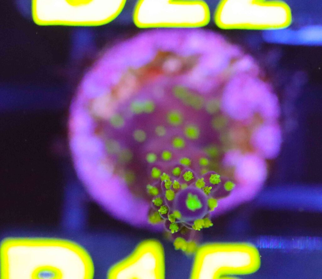 Frag Box Corals