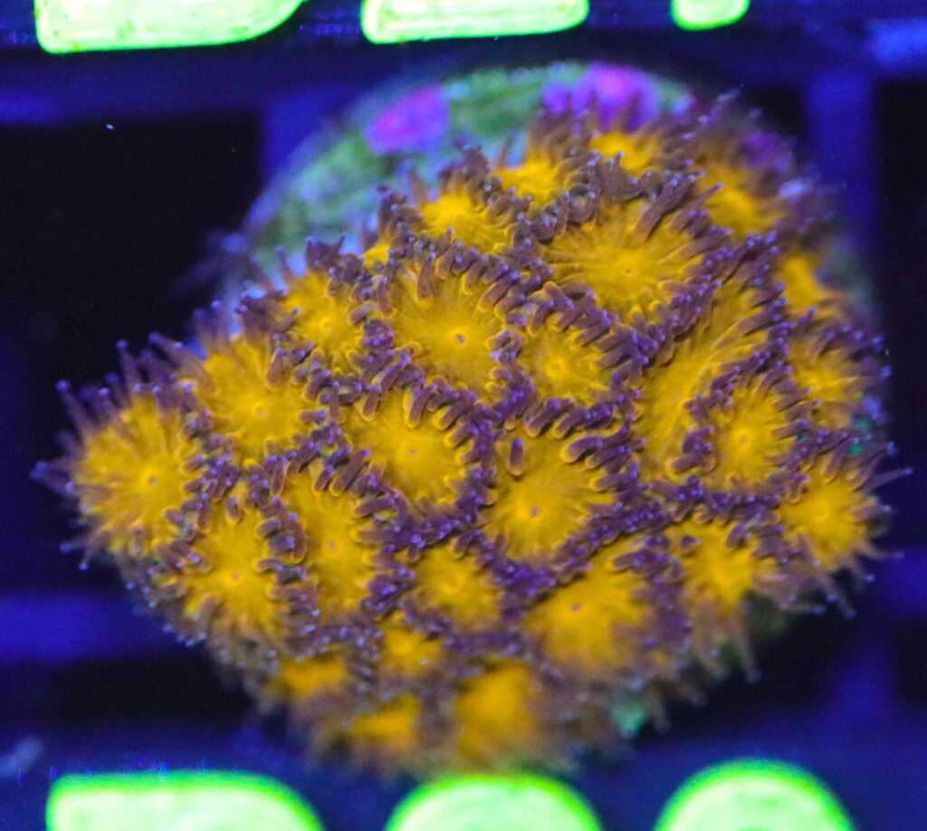 Frag Box Corals