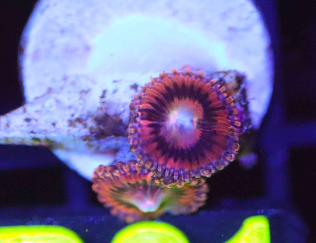 Frag Box Corals
