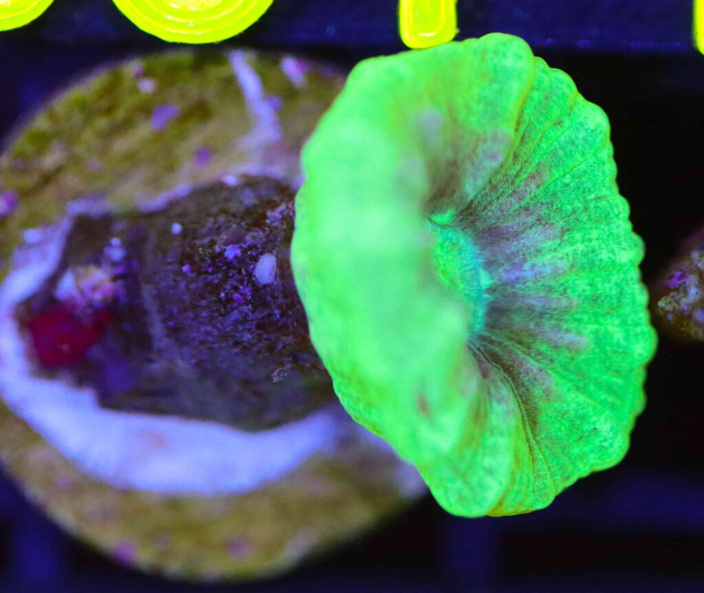 Frag Box Corals