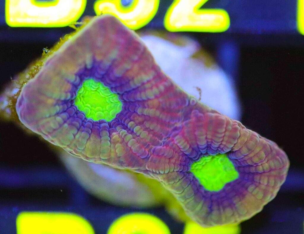 Frag Box Corals