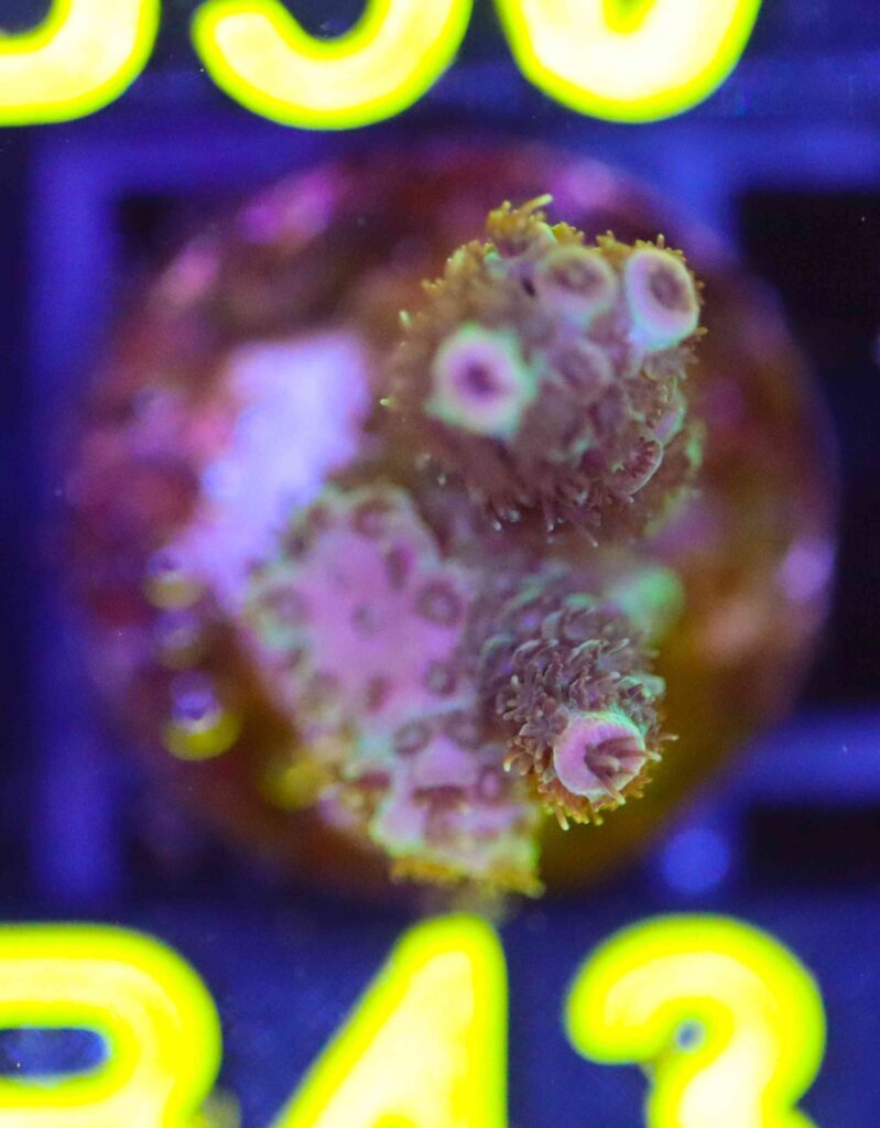 Frag Box Corals