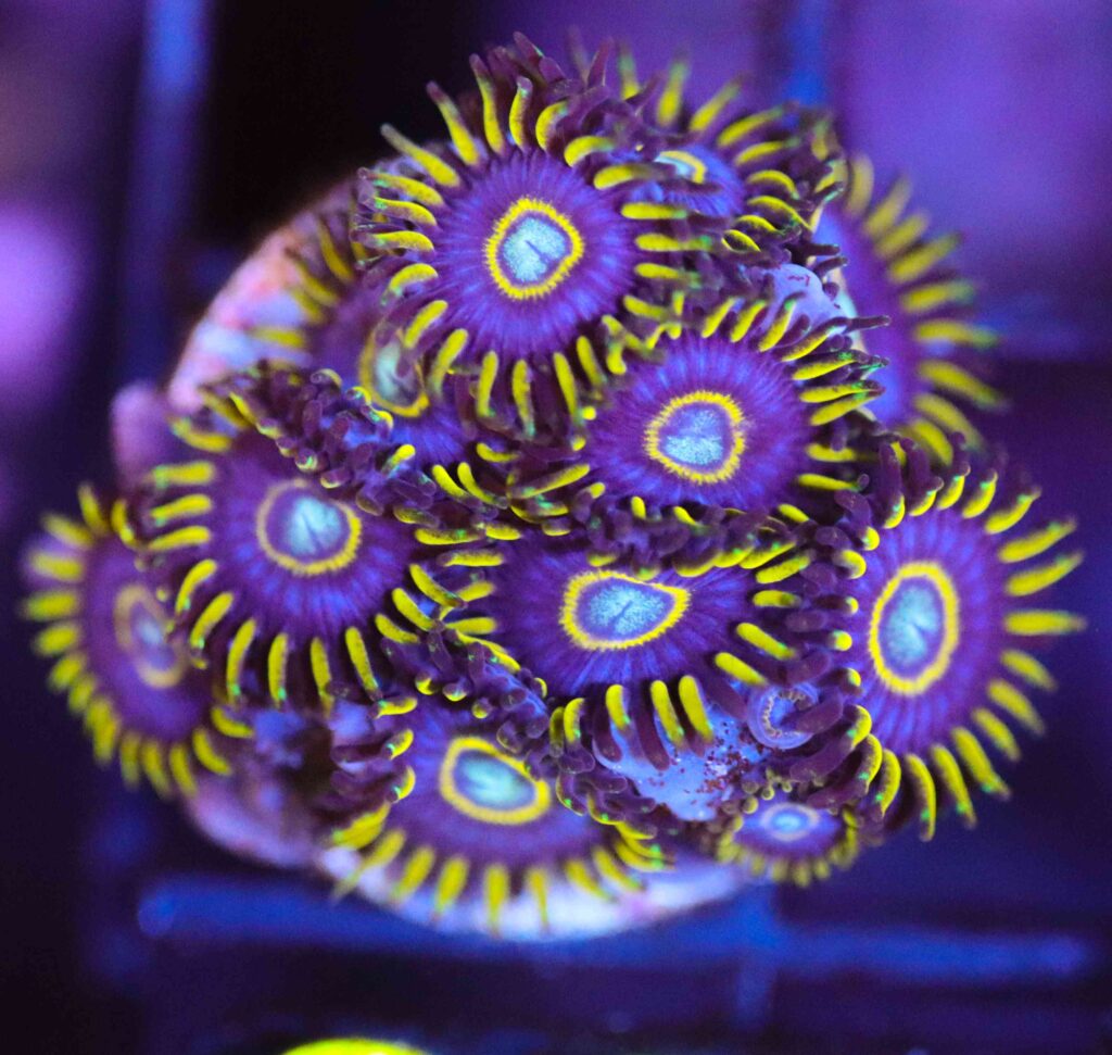 Frag Box Corals