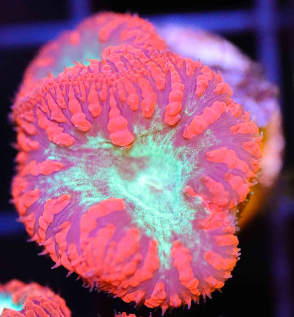 Frag Box Corals