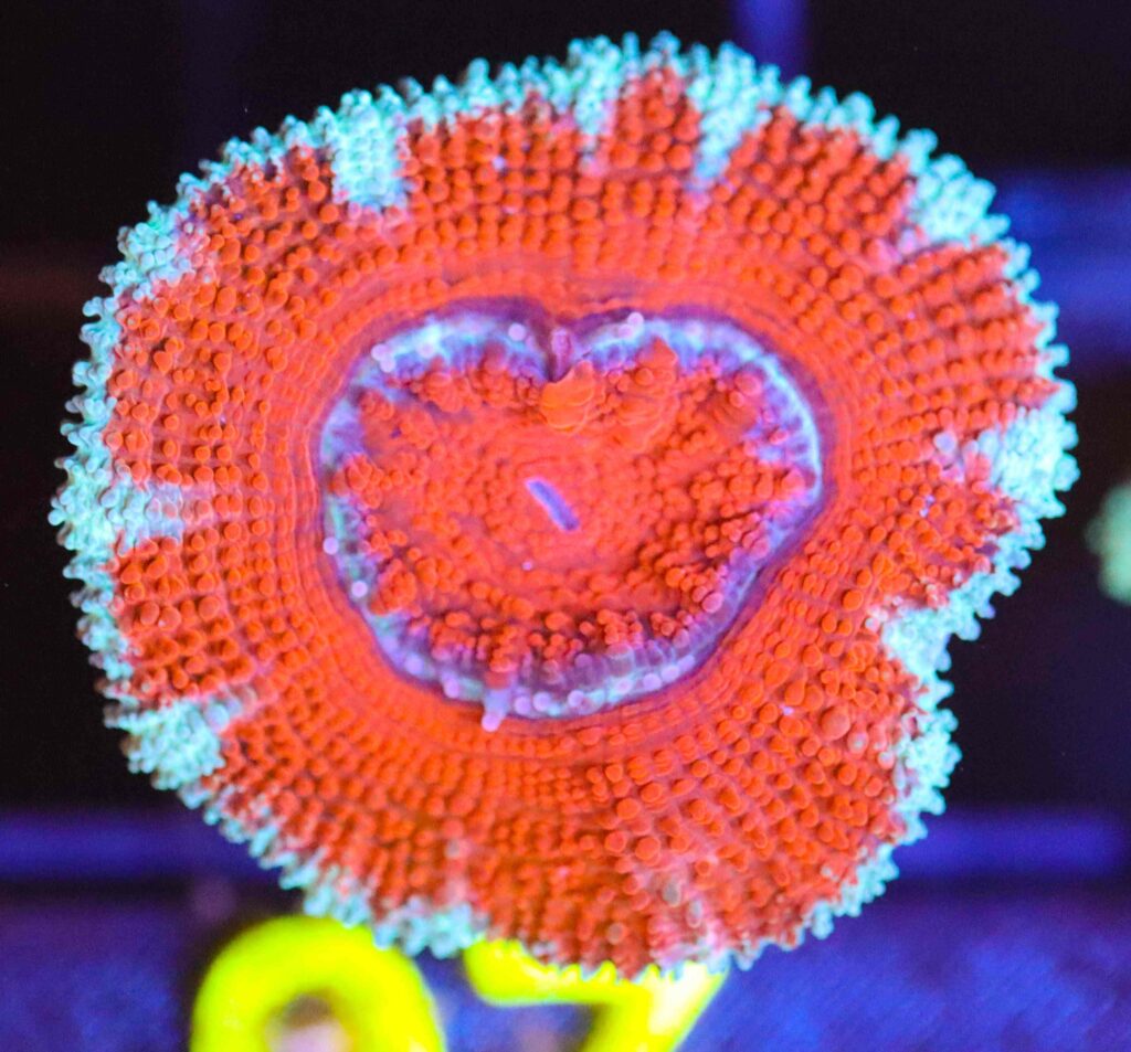 Frag Box Corals