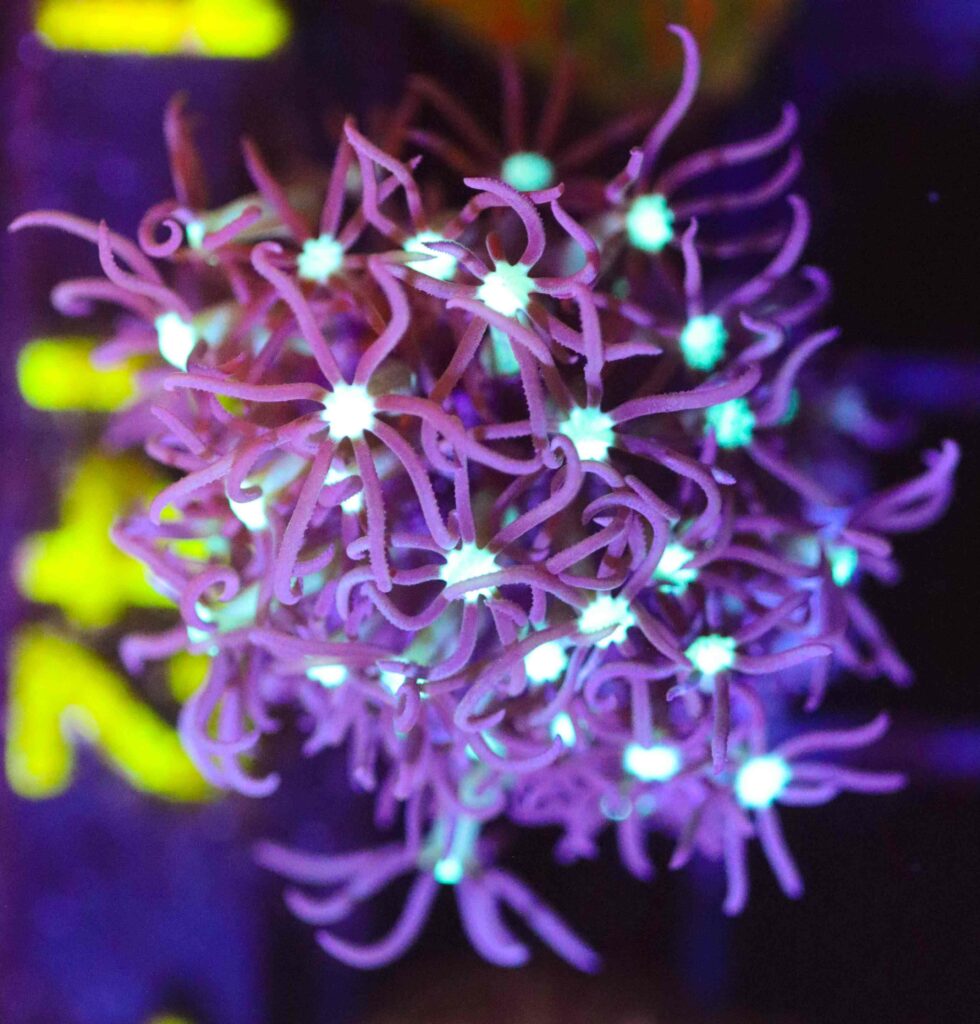 Frag Box Corals