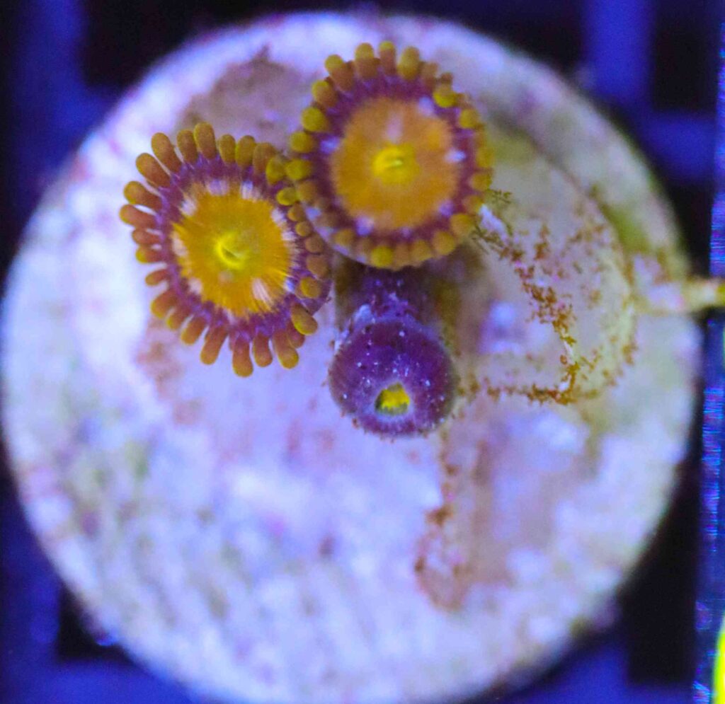 Frag Box Corals