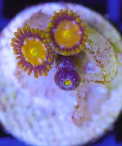 Wysiwyg King Midas Zoa [B10]