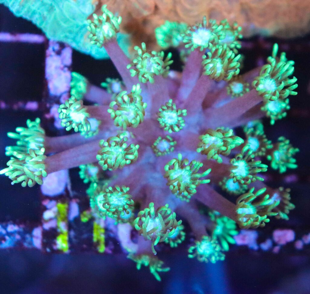 Frag Box Corals
