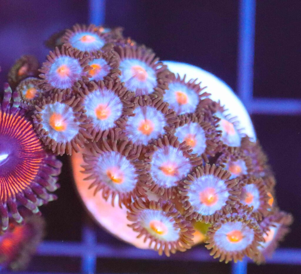 Frag Box Corals