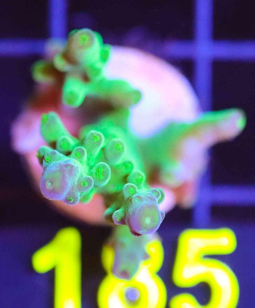 Frag Box Corals
